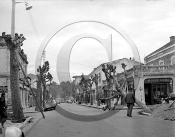 arcachon avenue Gambetta arrachage des platanes mercredi 17 janvier 1962 -2-.jpg