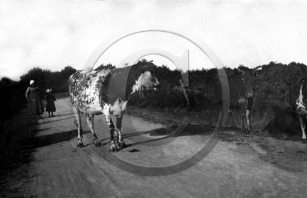 AG 651  vache sur route de campagne .jpg