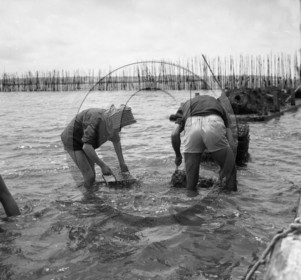 arc 2858  parc huitres .jpg