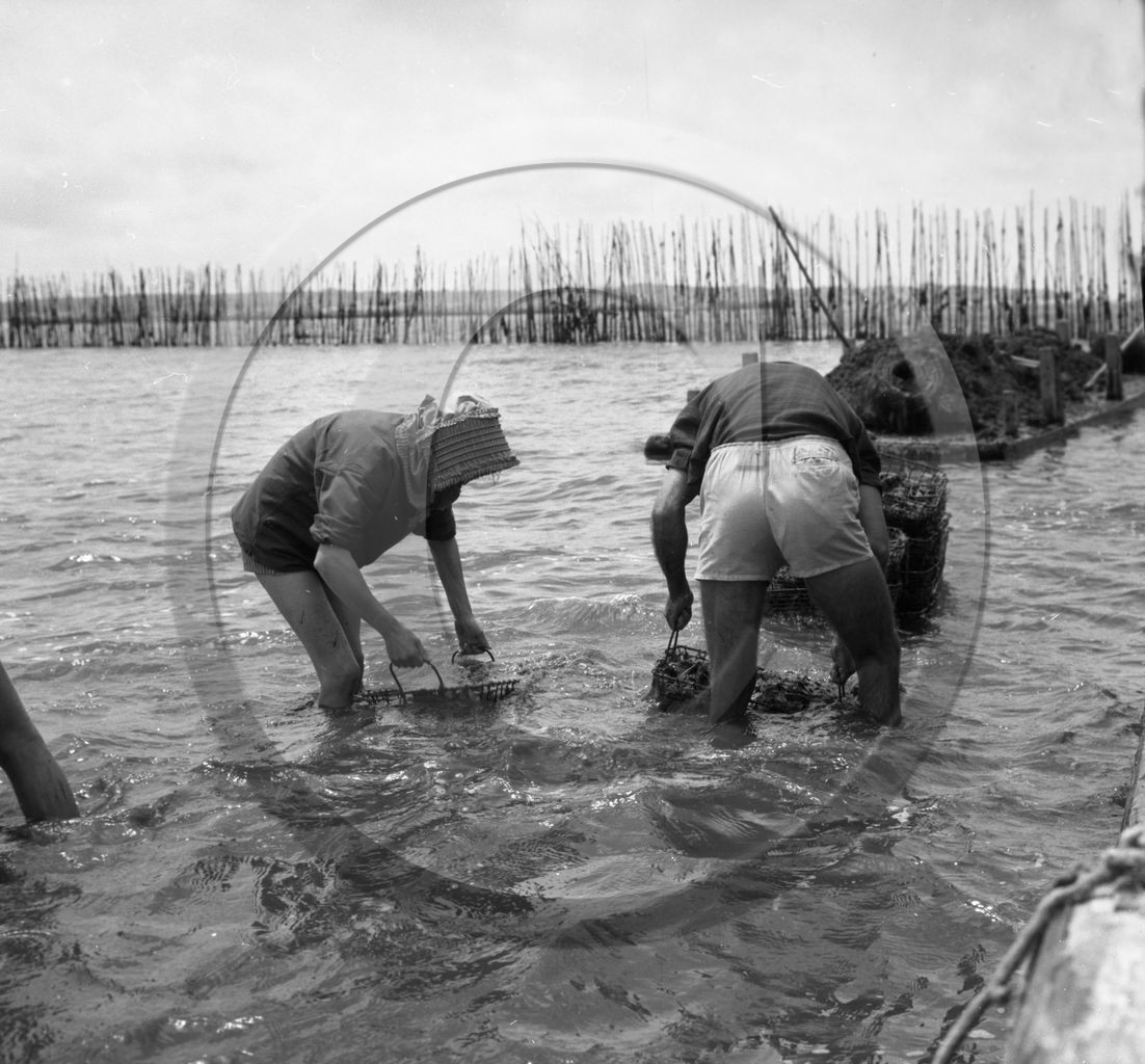 arc 2858  parc huitres .jpg