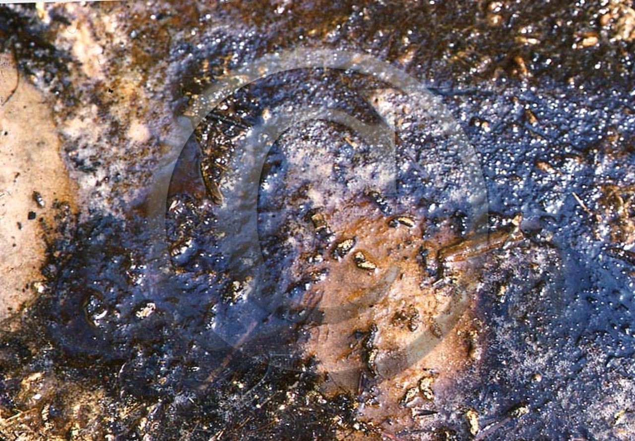 -16 photo abstraite pieds des dunes hiver   1957-58 photo Enri Dargence.jpg