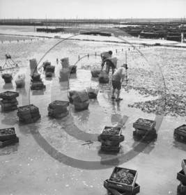 arc 2862 parc huitres .jpg