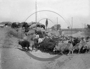 AG 597 moutons berger  .jpg