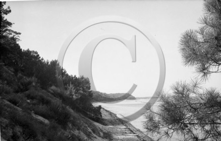 arc 4534 ferret .jpg