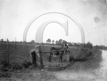 AG 584 ane a la barriere .jpg