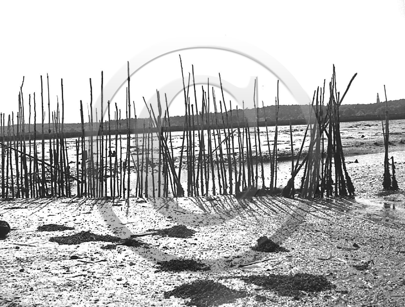 arc 1094 parc a huitres.jpg