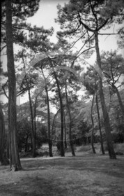 arc 4533 foret pins .jpg