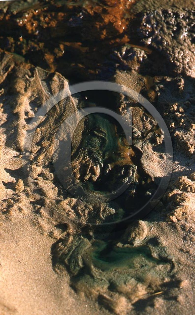 -9 photo abstraite pieds des dunes hiver 1957-58          photo Enri Dargence   .jpg