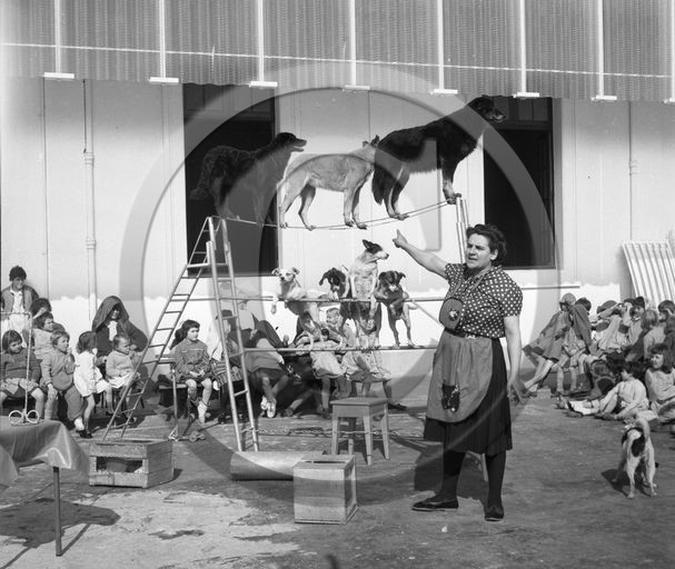 FO-CIRQUE  43 chiens savants .jpg