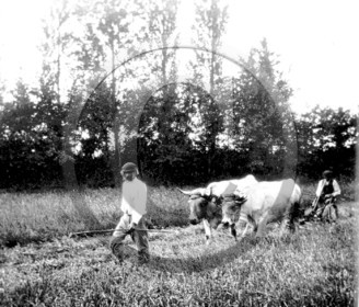 AG 660 travaux aux champs attelage de boeufs .jpg