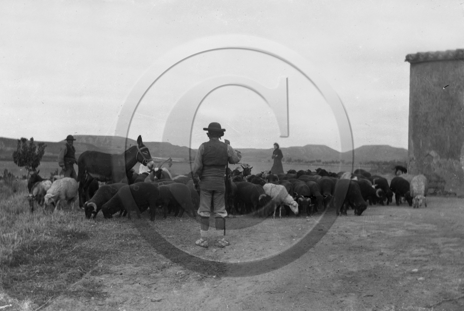 AG 594 berger moutons  .jpg