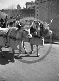 ag 504     H dargence.jpg