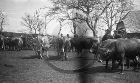 AG 704 foire aux Bestiaux  Laguiole Aubrac .jpg