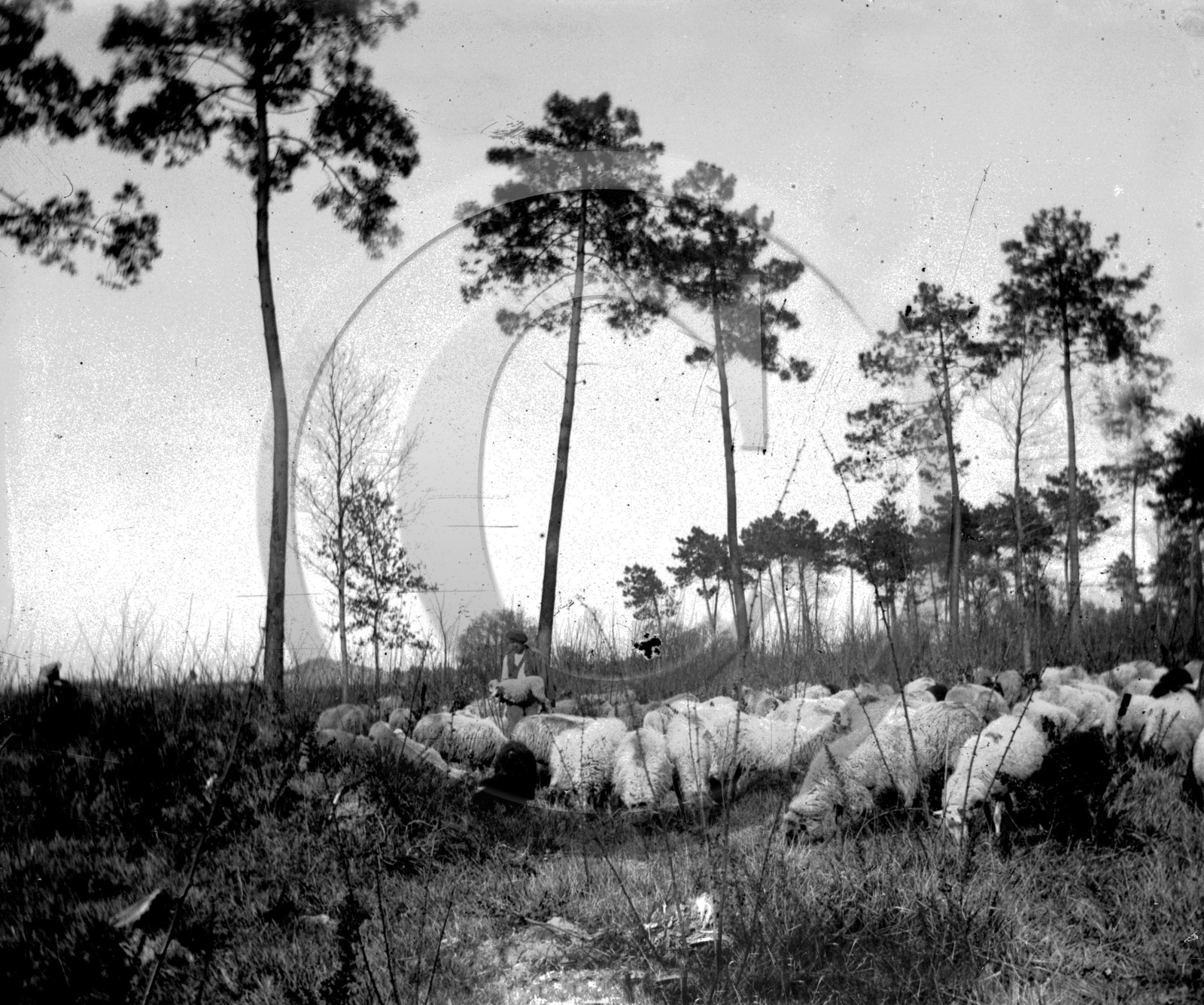AG 596 moutons foret de pins  .jpg