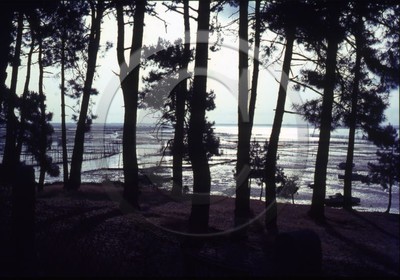 arc 4041Cap ferret parcs a huitre a travers les pins .jpg