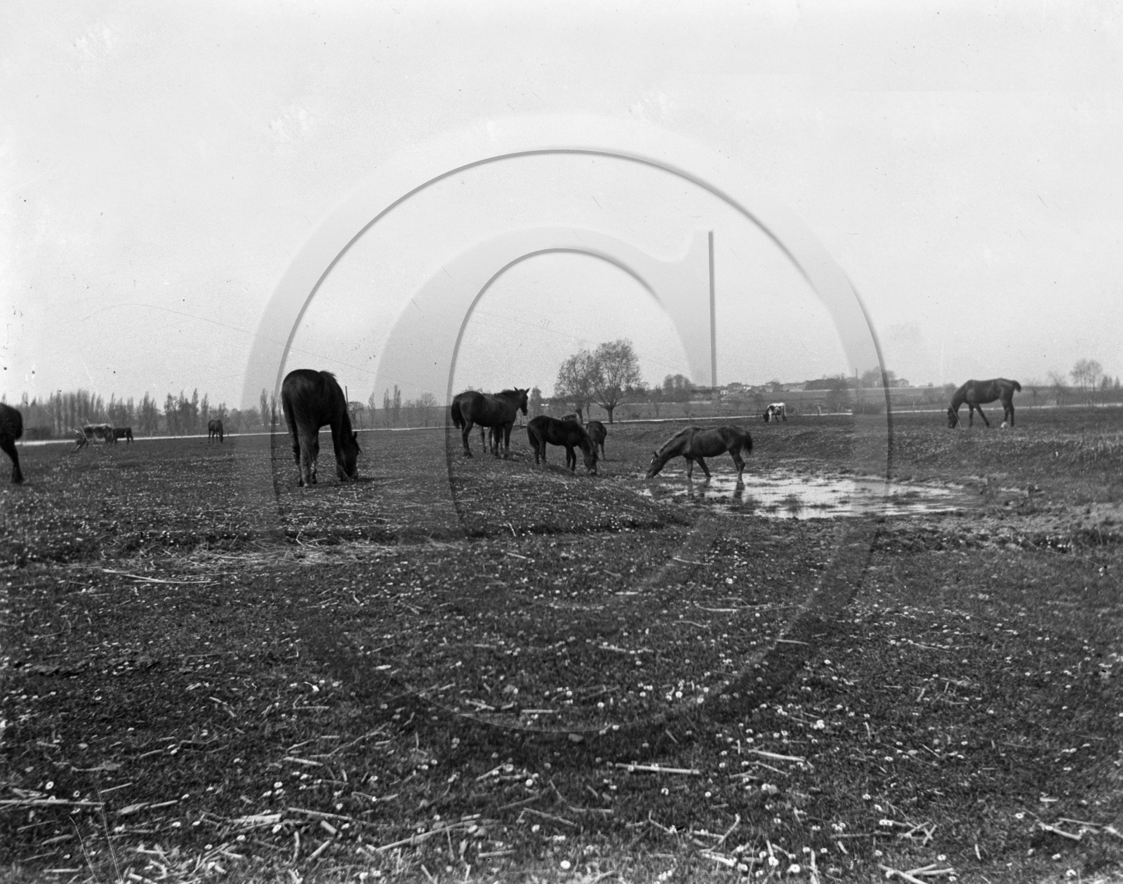 AG 713 chevaux dans champs .jpg