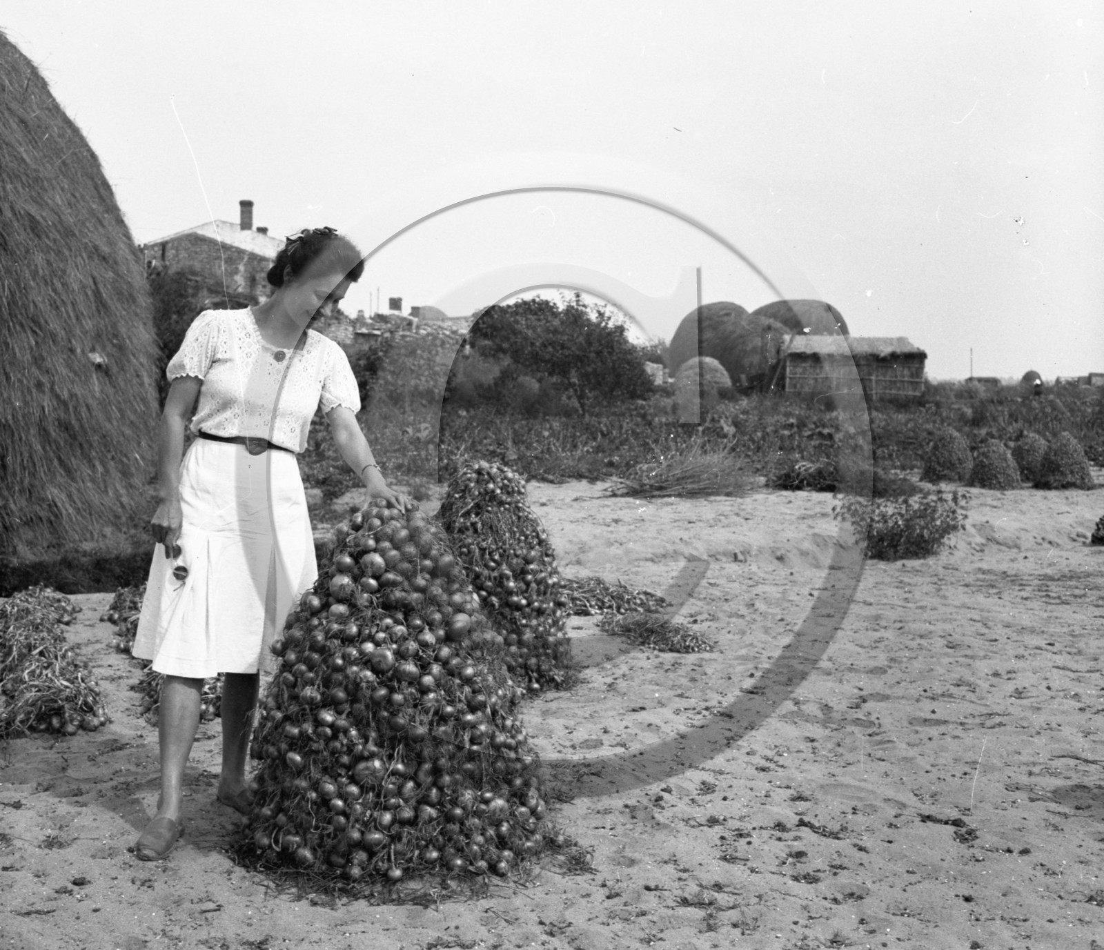 AG 604 oignons  .jpg