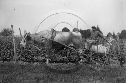 vi  1630  Loupiac le sulfatage dpt 33 .jpg