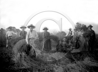 AG 682 mise en gerbes  13x18 .jpg