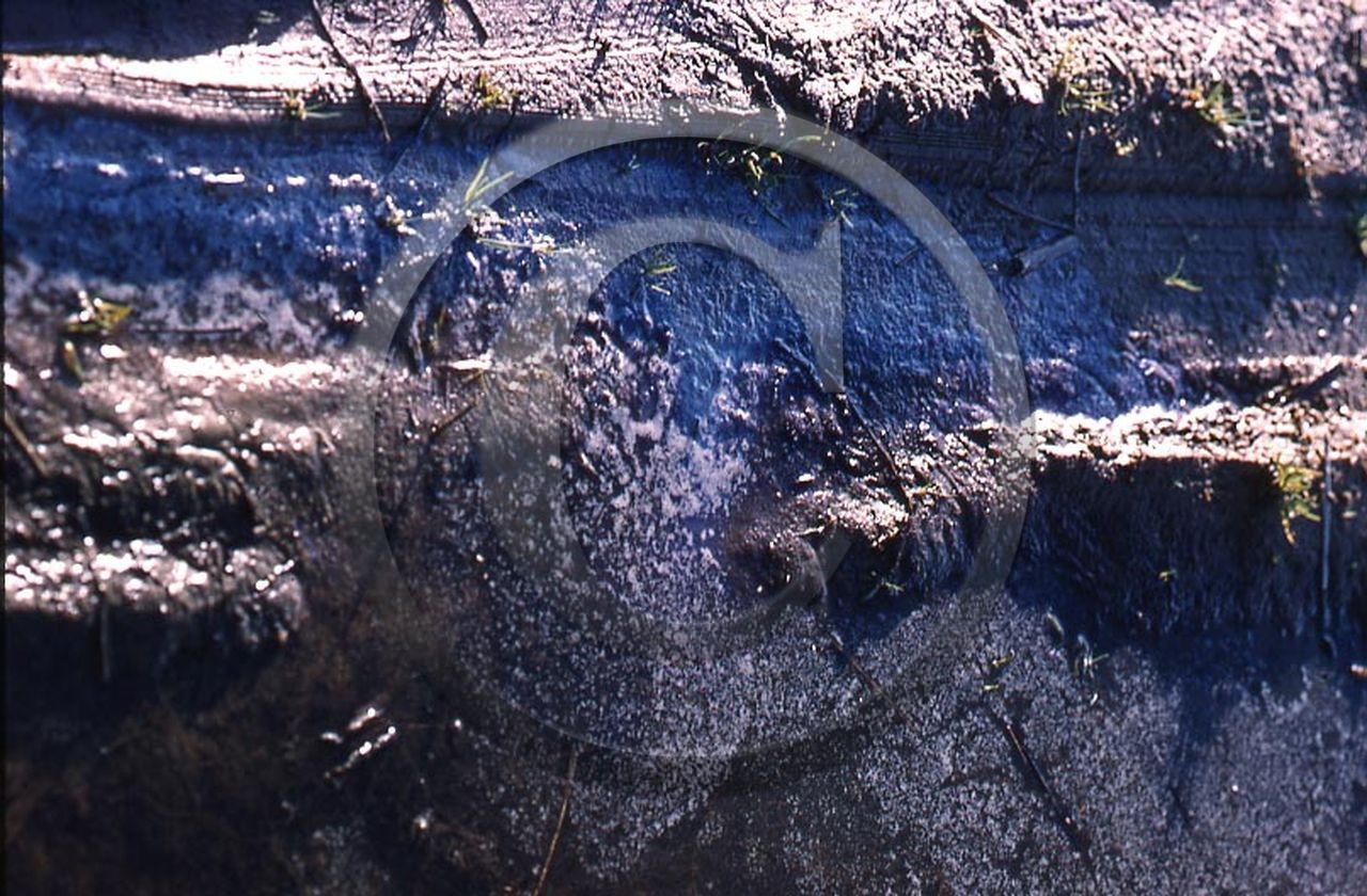 -44 photo abstraite pieds des dunes hiver   1957-58 photo Enri Dargence.jpg