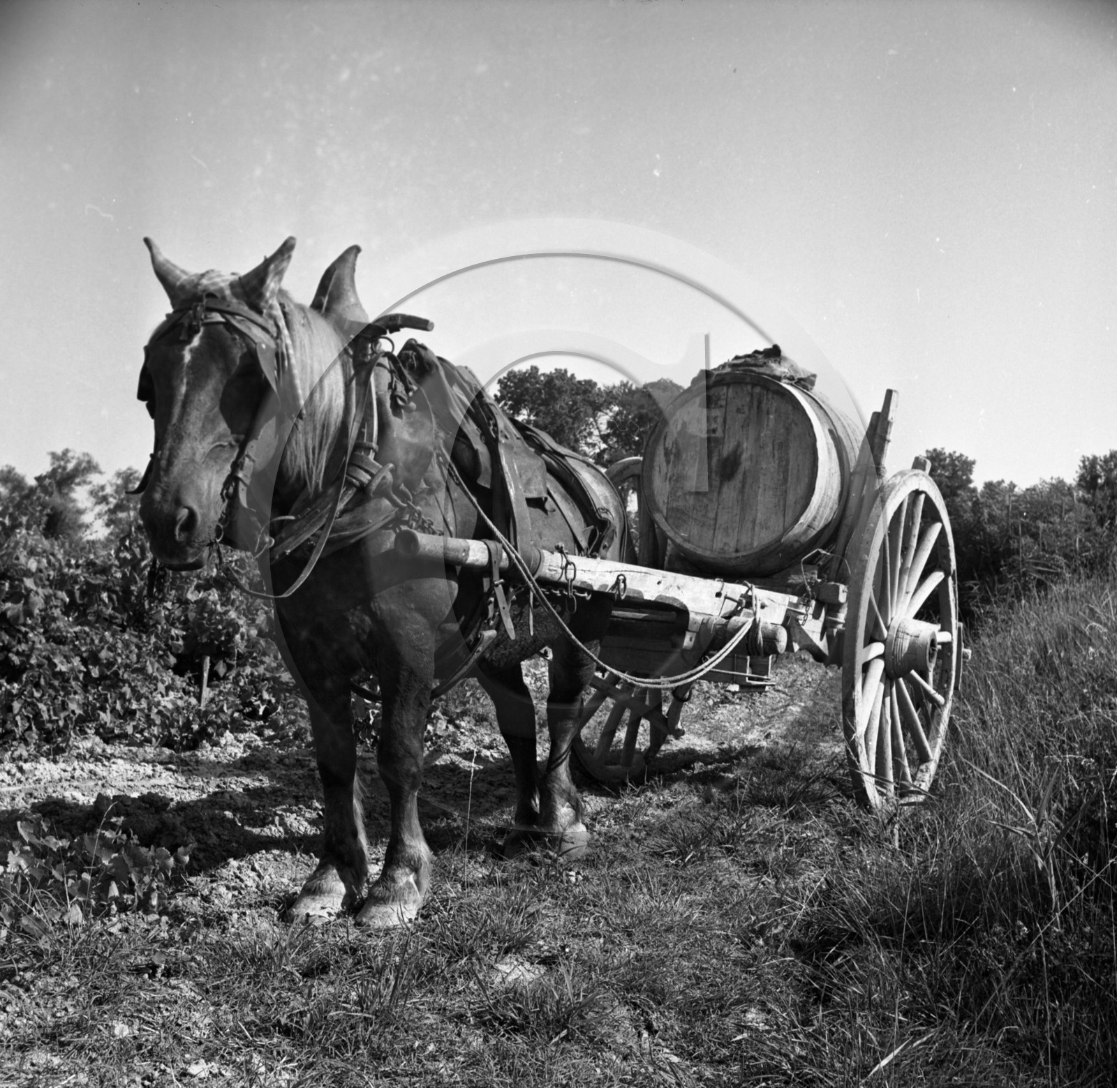 AG 540 vignes cheval remorque tonneau .jpg