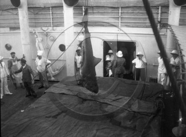 BA 203 BIS  a bord peche au requin- paquebot  .jpg