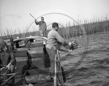 arc 2859 parc à huitres .jpg