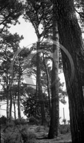 arc 4427 Abatilles .jpg