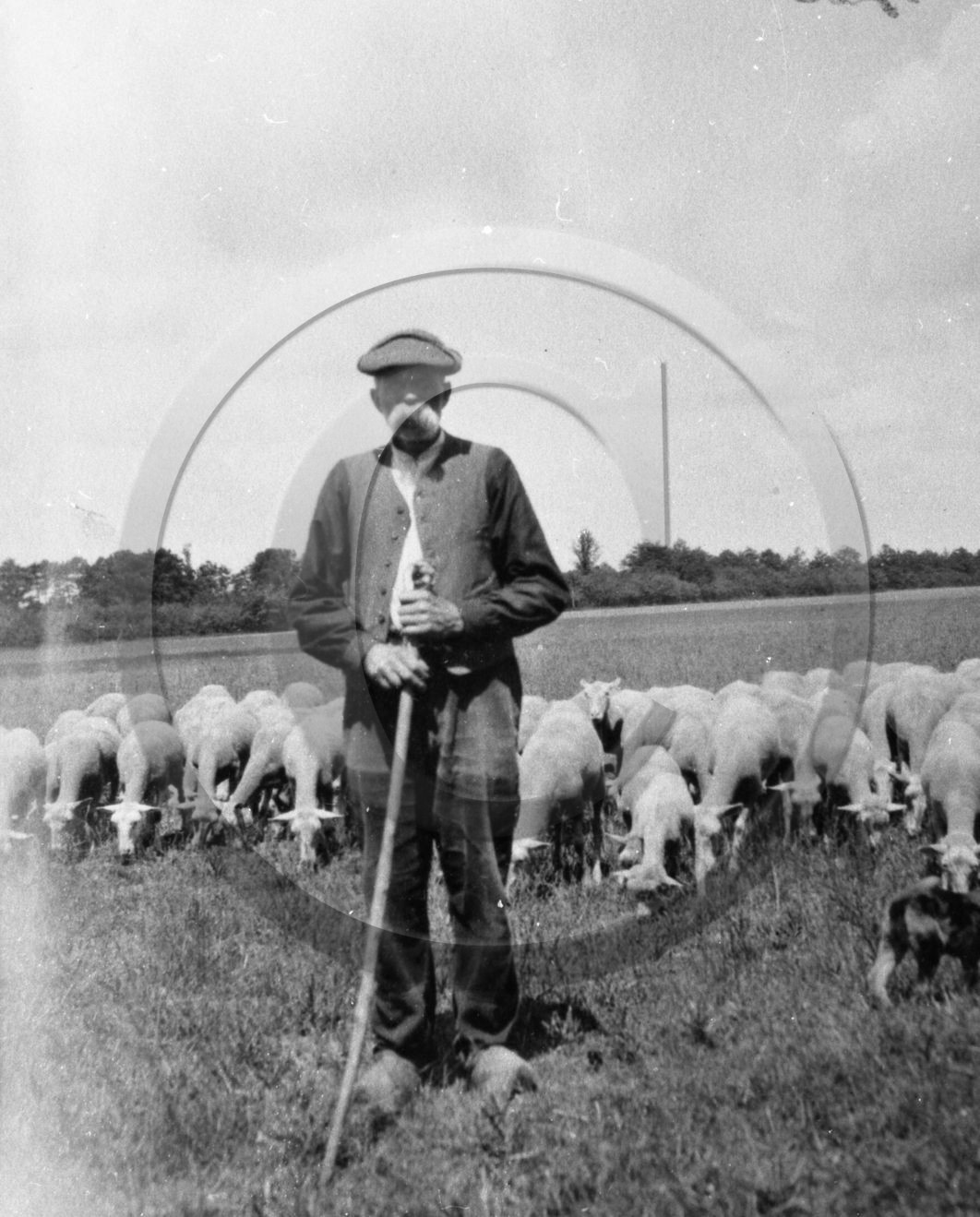 AG 599  berger et mouton.jpg