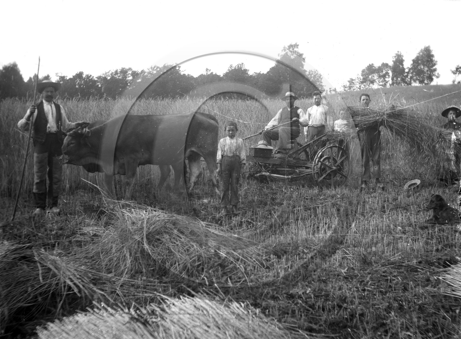 AG 681 boeufs atteles  faucheuse- 13x18 .jpg