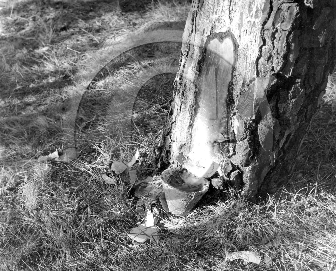 arc 3949  photo album  arc.jpg