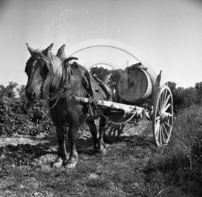 AG 540 vignes cheval remorque tonneau .jpg