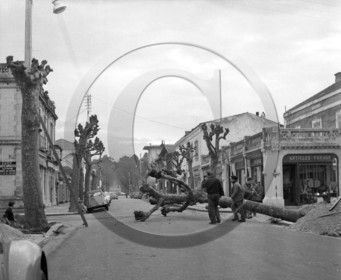 arcachon avenue Gambetta arrachage des platanes mercredi 17 janvier 1962 -4-.jpg