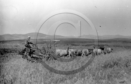 AG 562 outil agricole boeufs atteles .jpg