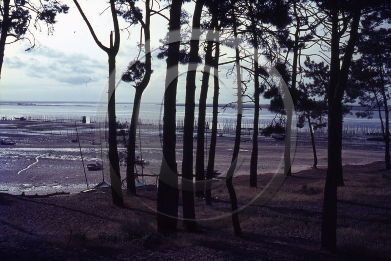 arc 4045 Cap Ferret parcs a huitres a travers les pins  .jpg