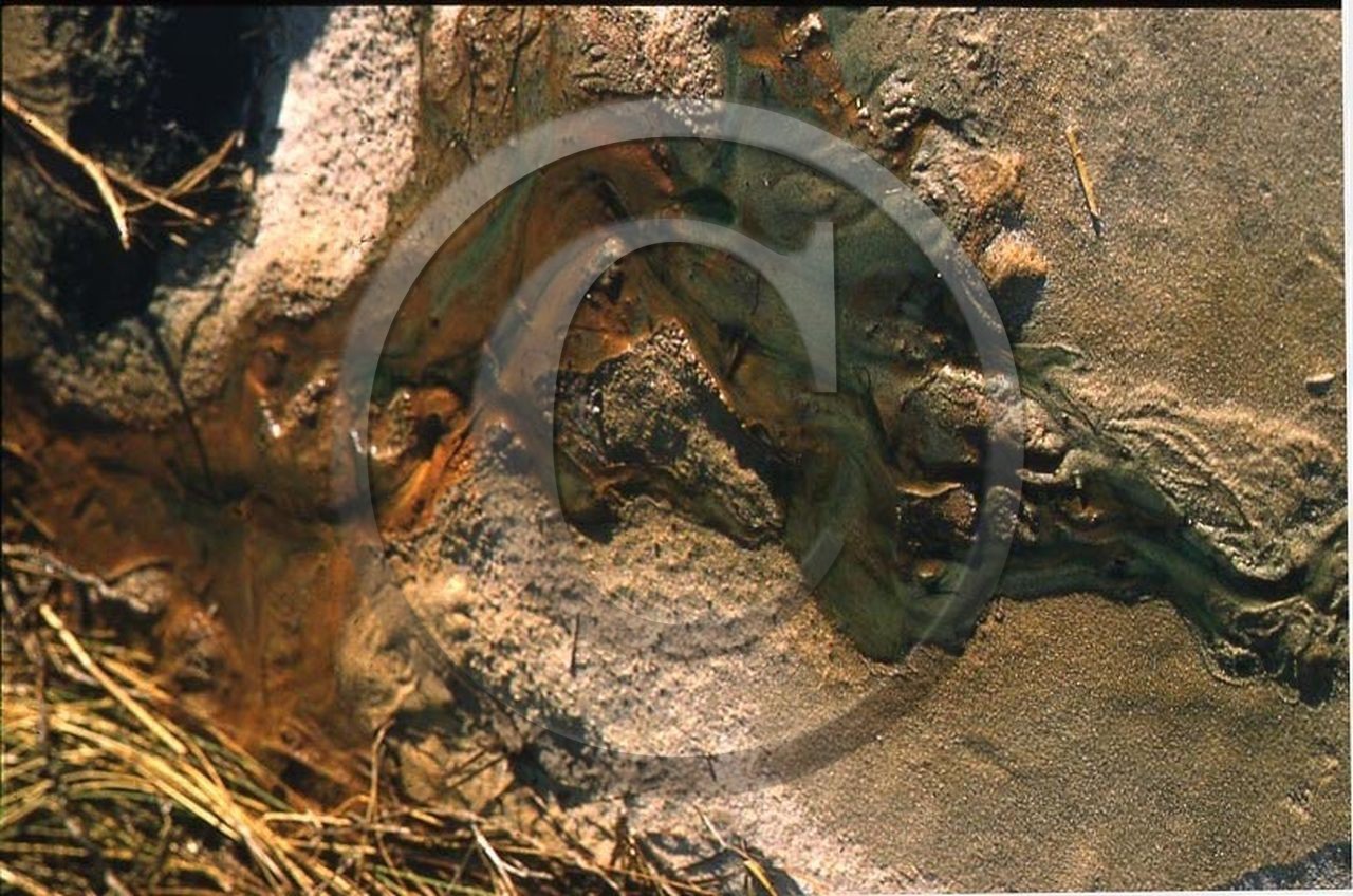 -13 photo abstraite pieds des dunes hiver 1957-58 photo Enri Dargence.jpg