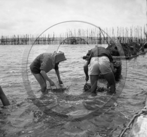 arc 2858  parc huitres .jpg