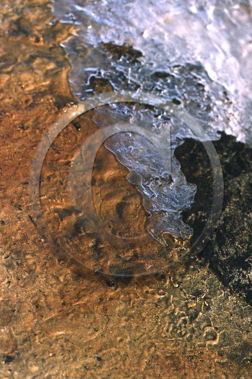 -17 photo abstraite pieds des dunes hiver 1957-58 photo Enri Dargence.jpg