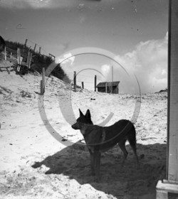 vi  1745 Montalivet en 1931 dpt 33 .jpg