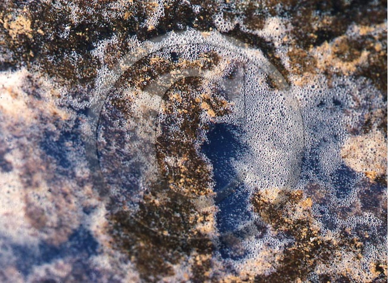 -26 photo abstraite pieds des dunes hiver   1957-58  photo Enri Dargence.jpg