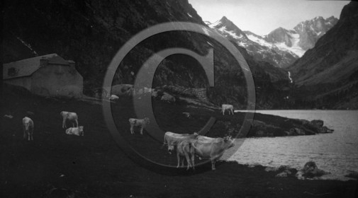 AG 693 pature en montagne serie Cauteret - lac d Estom -Cabaliros  photo Mirc .jpg