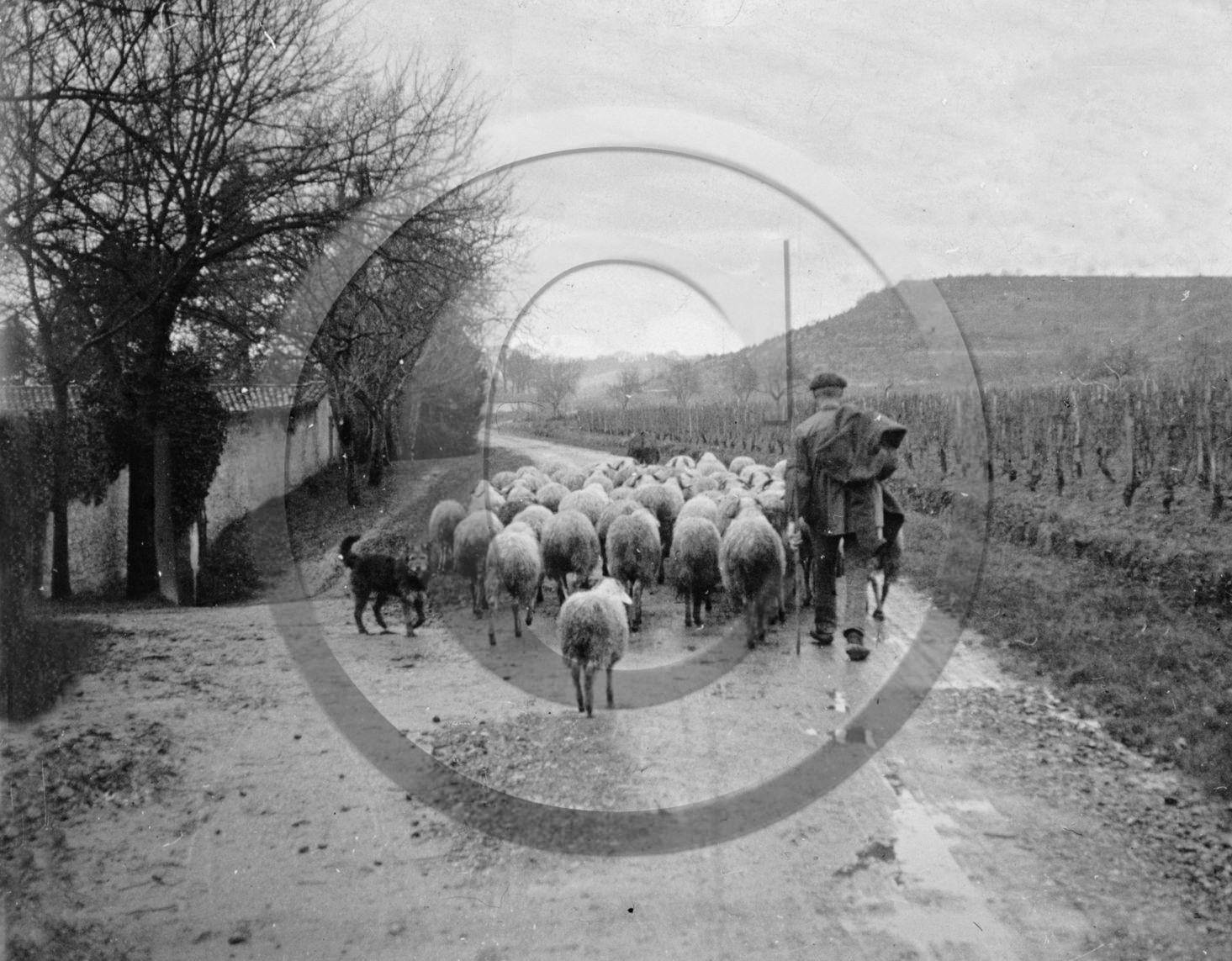 AG 627  berger mouton chien .jpg