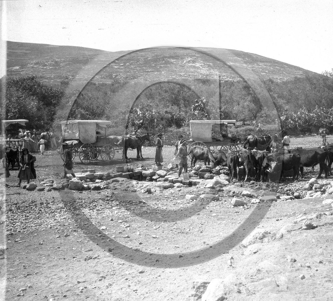 ag 509 pays arabe.jpg