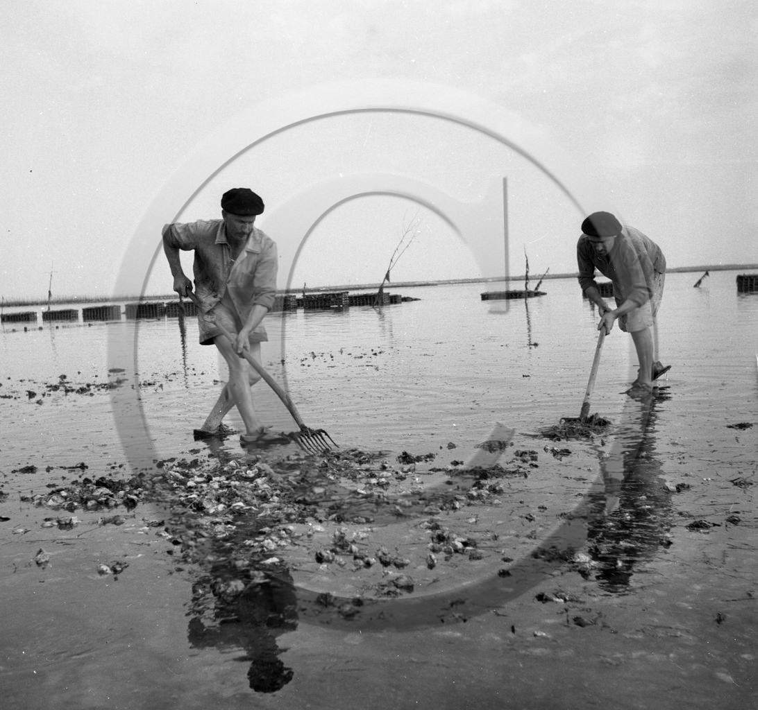 arc 2854 parc huitres .jpg