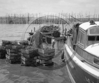 arc 2855 parc huitres .jpg