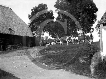 AG 642 ferme vaches .jpg