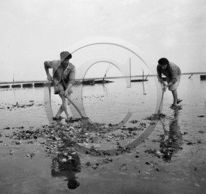 arc 2854 parc huitres .jpg