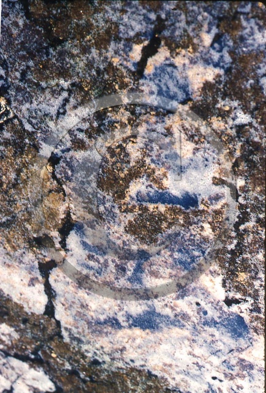 -39 photo abstraite pieds des dunes hiver   1957-58  photo Enri Dargence .jpg