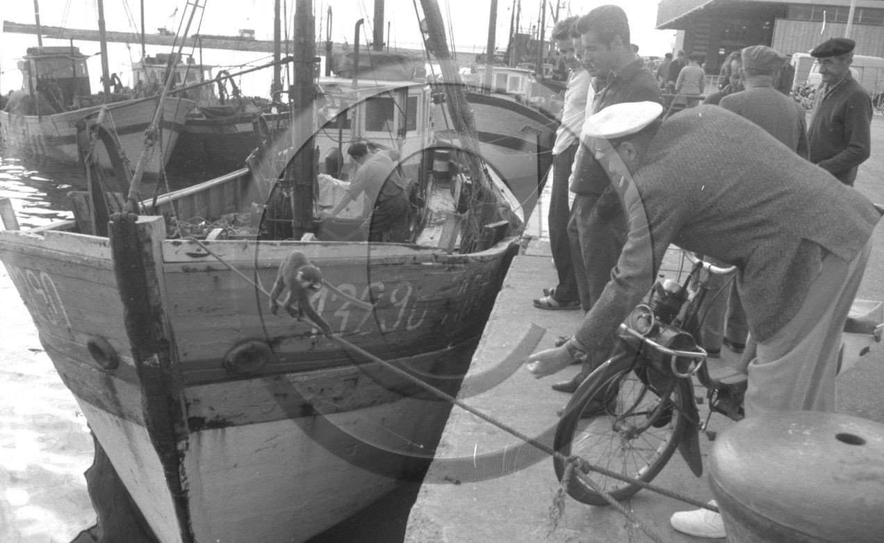 Arcachon -4 aout 66 Georges André AC 13290 un petit singe descend par le bout d'amarrage  velosolex  -2  .jpg