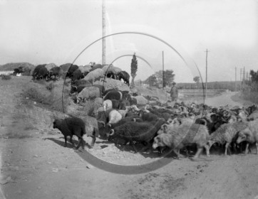 AG 597 moutons berger  .jpg